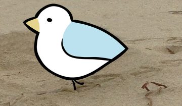 Seagull banner