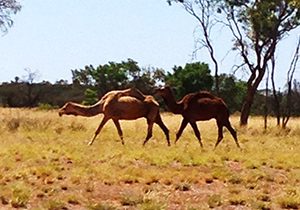 Camels in the outback
