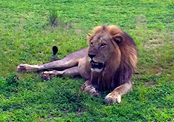 King of the jungle resting
